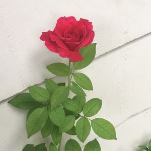 Meet your Posher, Gregoria